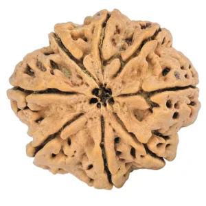 8 Mukhi Rudraksha 29.4mm 5.85gm - Rudraksha back