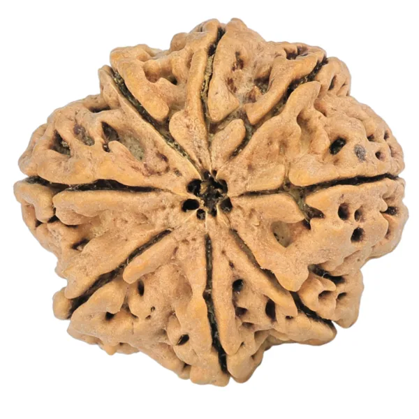 8 Mukhi Rudraksha 29.4mm 5.85gm - Rudraksha back