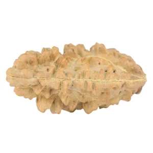 1 Mukhi Rudraksha 35.7mm 4.83gm - Rudraksha back