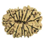 14 Mukhi Rudraksha 26.2mm 2.53gm - Rudraksha back