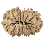 14 Mk Gaurishankar 27.9mm 4.42gm - Rudraksha back