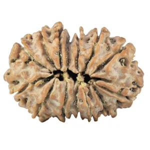 14 Mk Gaurishankar 27.9mm 4.42gm - Rudraksha back