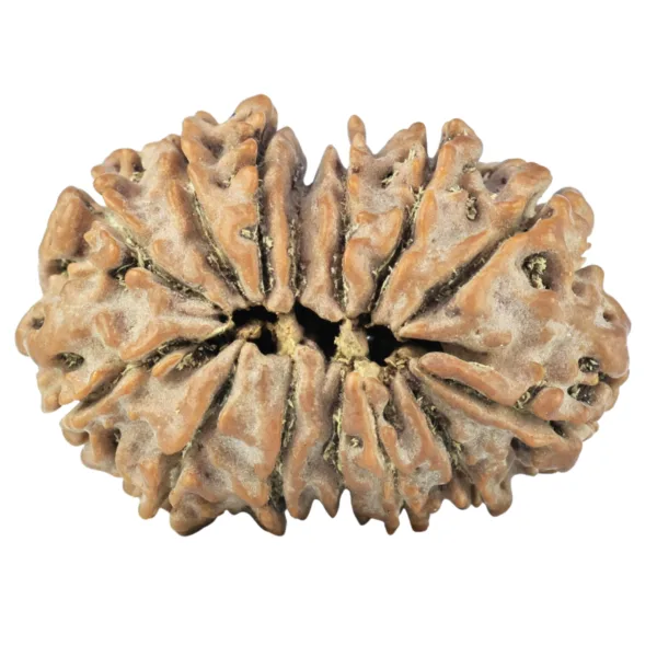 14 Mk Gaurishankar 27.9mm 4.42gm - Rudraksha back
