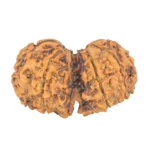 10 Mk Gaurishankar 41.8mm 8.76gm - Rudraksha back