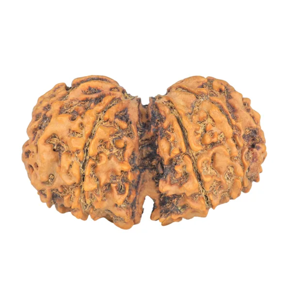 10 Mk Gaurishankar 41.8mm 8.76gm - Rudraksha back