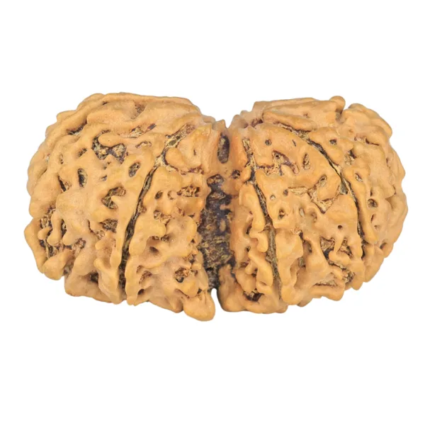 9 MK Gaurishankar 37.9mm 7.17gm - Rudraksha back