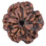 1 Mukhi Rudraksha 19.3mm 2.71gm - Rudraksha back