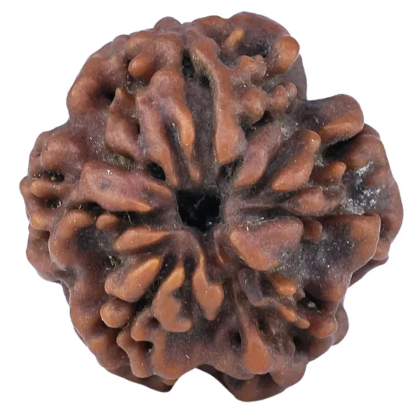 1 Mukhi Rudraksha 19.3mm 2.71gm - Rudraksha back