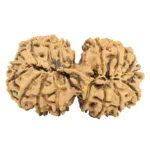 19 MK Gaurishankar 36mm 5.69gm - Rudraksha back