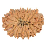 15 Mukhi Rudraksha 23.5mm 2.54gm - Rudraksha back
