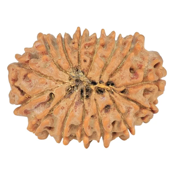 15 Mukhi Rudraksha 23.5mm 2.54gm - Rudraksha back