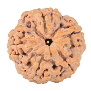 5 Mukhi Rudraksha 29.7mm 10gm - Rudraksha