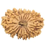 18 Mukhi Rudraksha 31.1mm 5.08gm - Origin: Nepal - Rudraksha