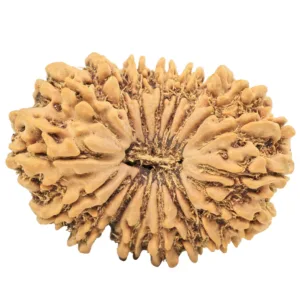 18 Mukhi Rudraksha 31.1mm 5.08gm - Origin: Nepal - Rudraksha