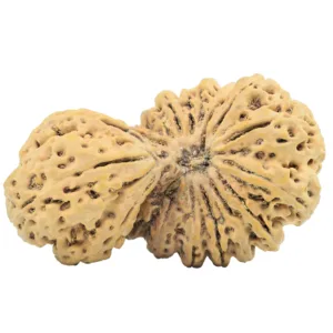 18 Mukhi Gaurishankar 47.1mm 10gm - Rudraksha