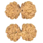 10 Mk Gaurishankar 40mm 8.83gm - Rudraksha