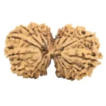 19 MK Gaurishankar 36mm 5.69gm - Rudraksha