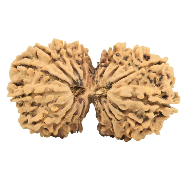 19 MK Gaurishankar 36mm 5.69gm - Rudraksha