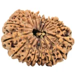 18 Mukhi Rudraksha 31.9mm 5.28gm - Rudraksha