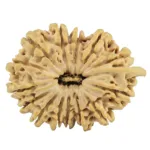 14 Mukhi Ganesh 29.3mm 5.43gm - Rudraksha
