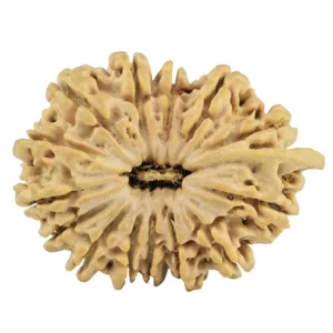 14 Mukhi Ganesh 29.3mm 5.43gm - Rudraksha