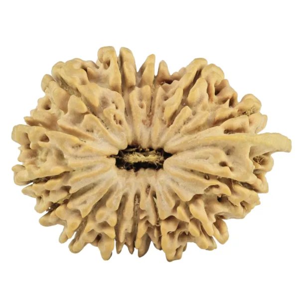 14 Mukhi Ganesh 29.3mm 5.43gm - Rudraksha