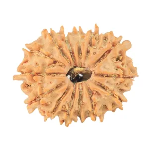 14 Mukhi Rudraksha 22mm 2.17gm - Rudraksha
