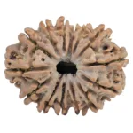 14 Mukhi Rudraksha 27.4mm 4.47gm - Rudraksha