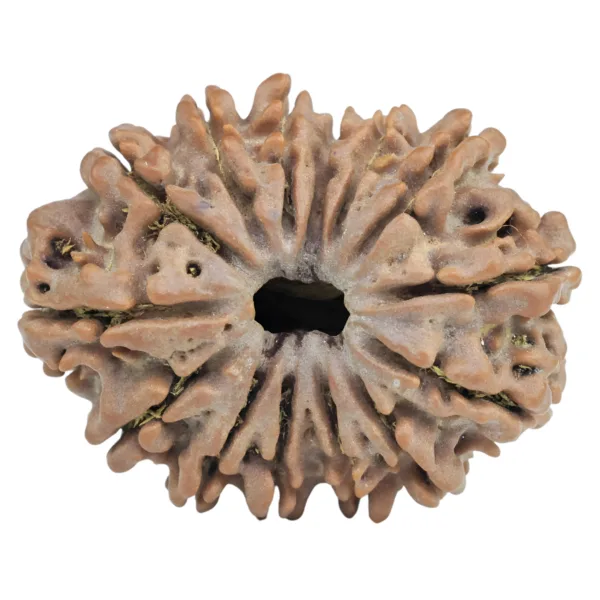 14 Mukhi Rudraksha 27.4mm 4.47gm - Rudraksha