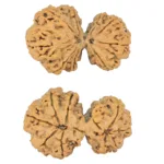 9 MK Gaurishankar 42.6mm 9.73gm - Rudraksha