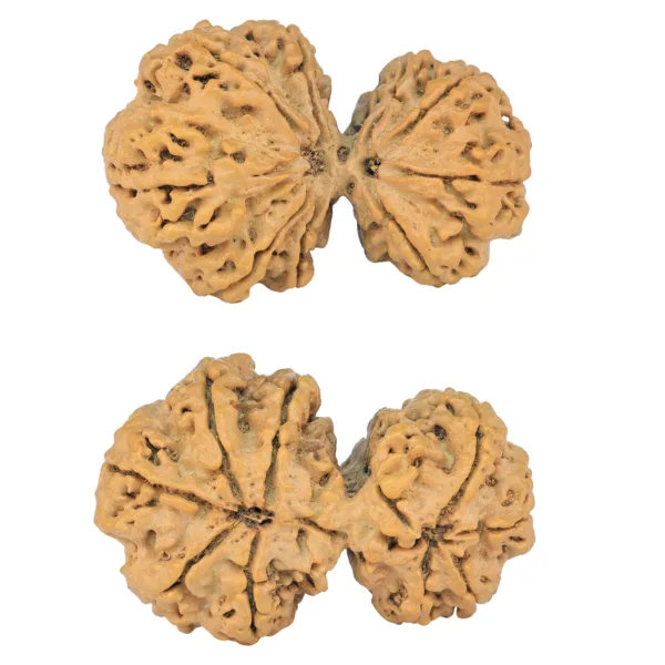 9 MK Gaurishankar 42.6mm 9.73gm - Rudraksha