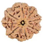 8 Mukhi Rudraksha 29.4mm 7.67gm - Rudraksha