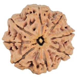 8 Mukhi Rudraksha 29.4mm 7.67gm - Rudraksha