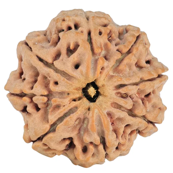 8 Mukhi Rudraksha 29.4mm 7.67gm - Rudraksha
