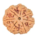 7 Mukhi Rudraksha 26.8mm 6.71gm - Rudraksha