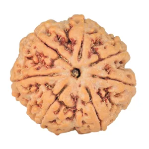 7 Mukhi Rudraksha 26.8mm 6.71gm - Rudraksha