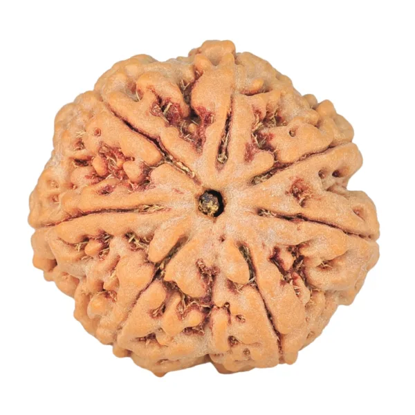 7 Mukhi Rudraksha 26.8mm 6.71gm - Rudraksha