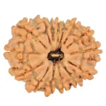 15 Mukhi Rudraksha 22.3mm 2.98gm - Rudraksha