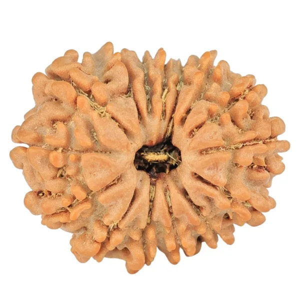 15 Mukhi Rudraksha 22.3mm 2.98gm - Rudraksha