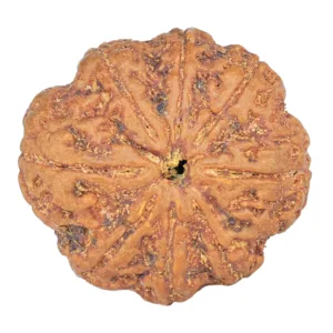 8 Mukhi Rudraksha 27.3mm 6.4gm - Rudraksha