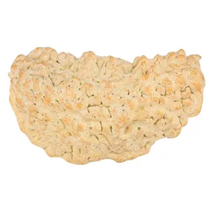 1 Mukhi Rudraksha 36.3mm 5.57gm - Rudraksha