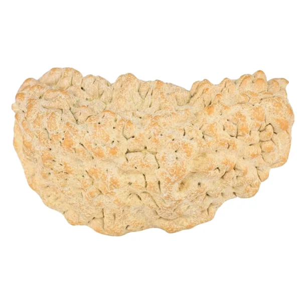 1 Mukhi Rudraksha 36.3mm 5.57gm - Rudraksha