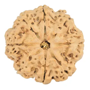 8 Mukhi Rudraksha 30.6mm 7.52gm - Rudraksha