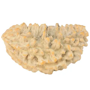1 Mukhi Rudraksha 39.2mm 6.58gm - Rudraksha
