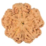5 Mukhi Rudraksha 31.2mm 8.91gm - Rudraksha