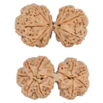 9 MK Gaurishankar 40.3mm 9.81gm - Rudraksha