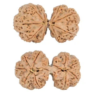 9 MK Gaurishankar 40.3mm 9.81gm - Rudraksha