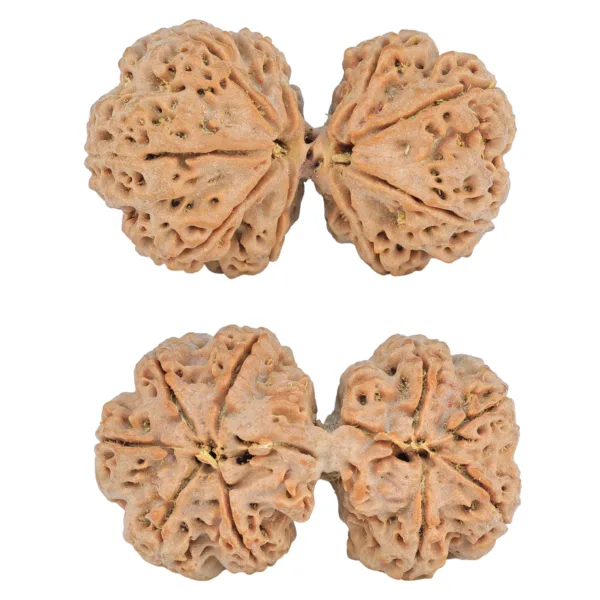 9 MK Gaurishankar 40.3mm 9.81gm - Rudraksha