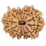 14 Mukhi Ganesh 28.7mm 4.77gm - Rudraksha
