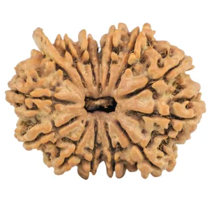 14 Mukhi Ganesh 28.7mm 4.77gm - Rudraksha